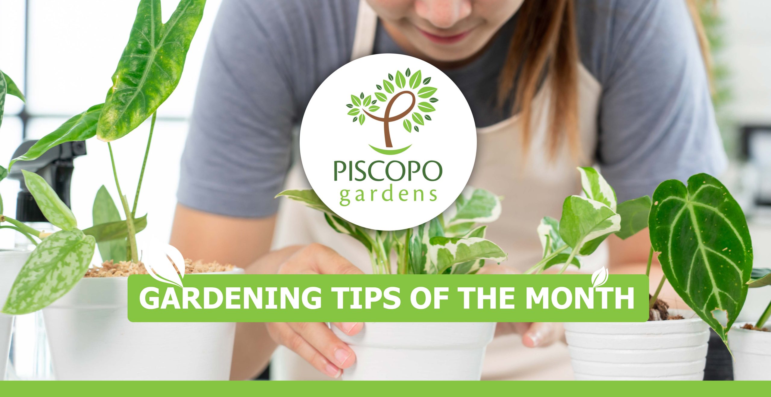 Is my plant dead or dormant? Piscopo Garden Centre