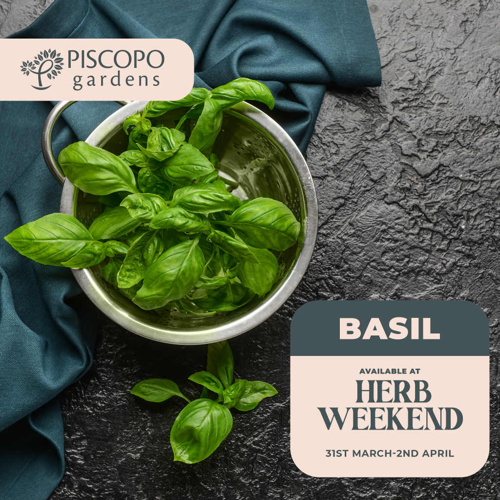 Basil - Herb Weekend 2023 - Piscopo Gardens, Burmarrad - www.piscopogardens.com