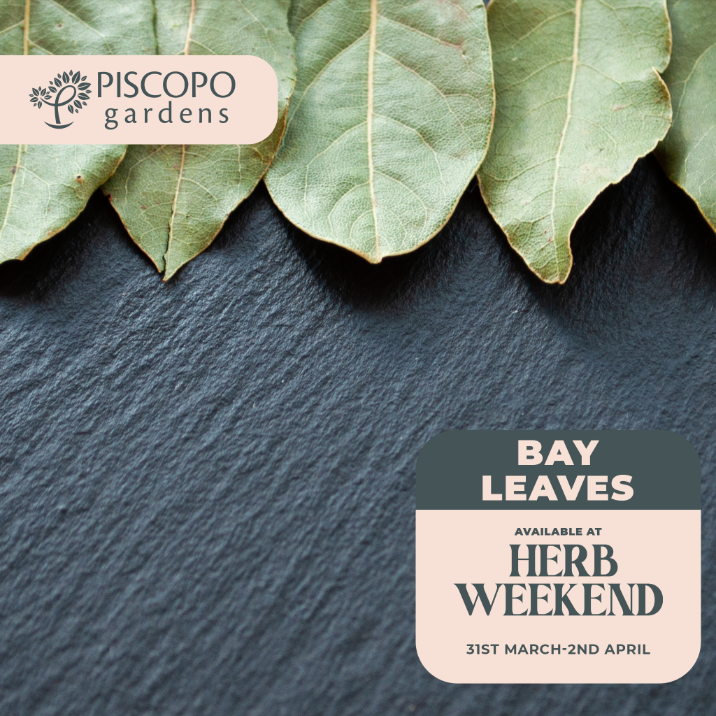 Piscopo Gardens - Herb Weekend 2023 - Herb of the day - Bay Leaves