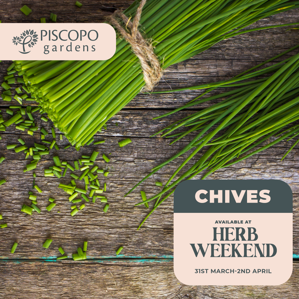 Piscopo Gardens - Herb Weekend 2023 - Chives - www.piscopogardens.com