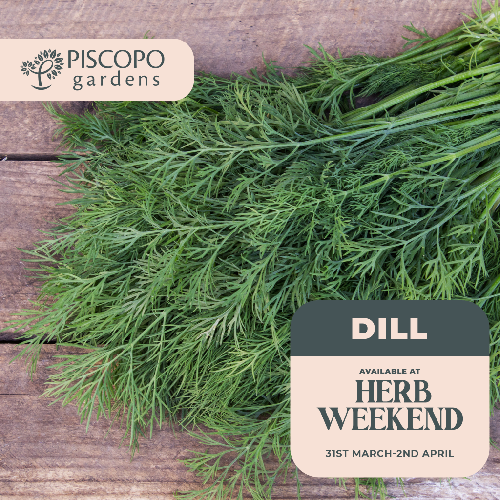 Piscopo Gardens - Herb Weekend 2023 - Herb of the day - Dill - www.piscopogardens.com