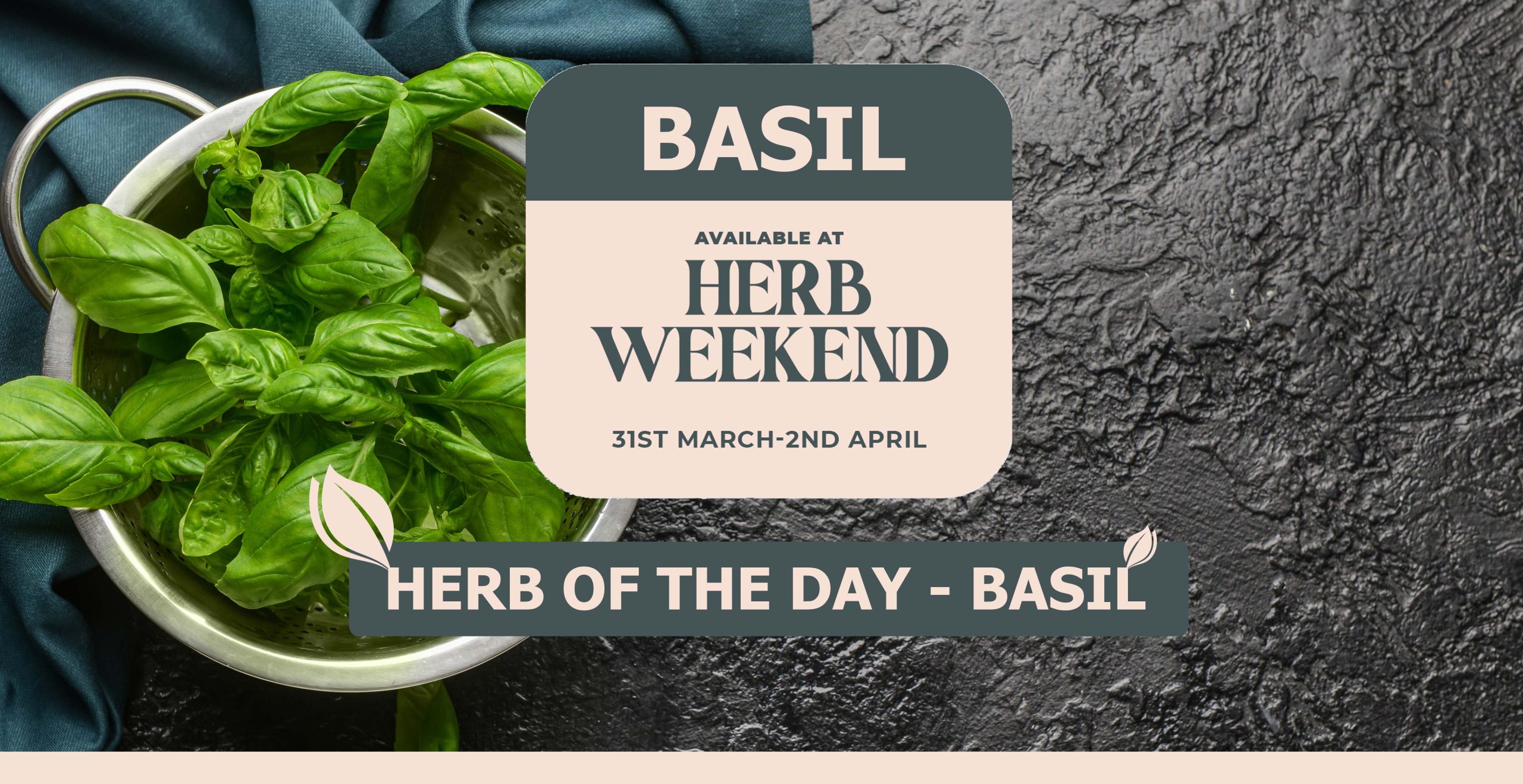 Herb Weekend 2023 Herb of the day BASIL Piscopo Garden Centre