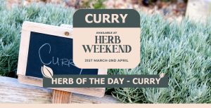 Piscopo Gardens - Herb Weekend 2023 - Herb of the day - Curry