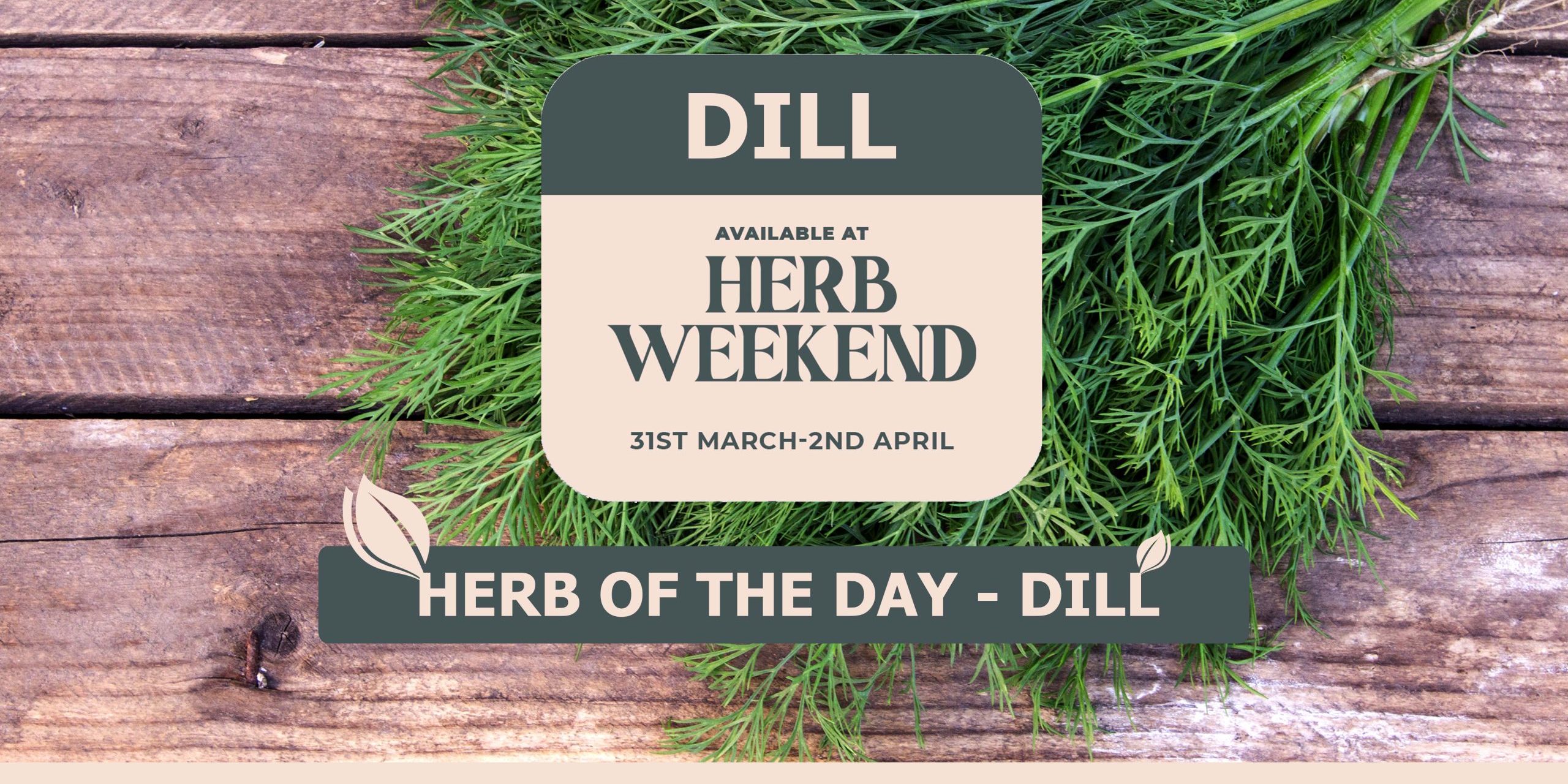 Herb Of The Day Dill Scaled 2560x1280 