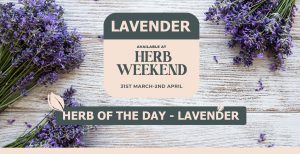 Piscopo Gardens - Herb Weekend 2023 - Herb of the day - Lavender