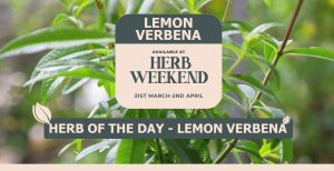 Piscopo Gardens - Herb Weekend 2023 - Lemon Verbena - www.piscopogardens.com
