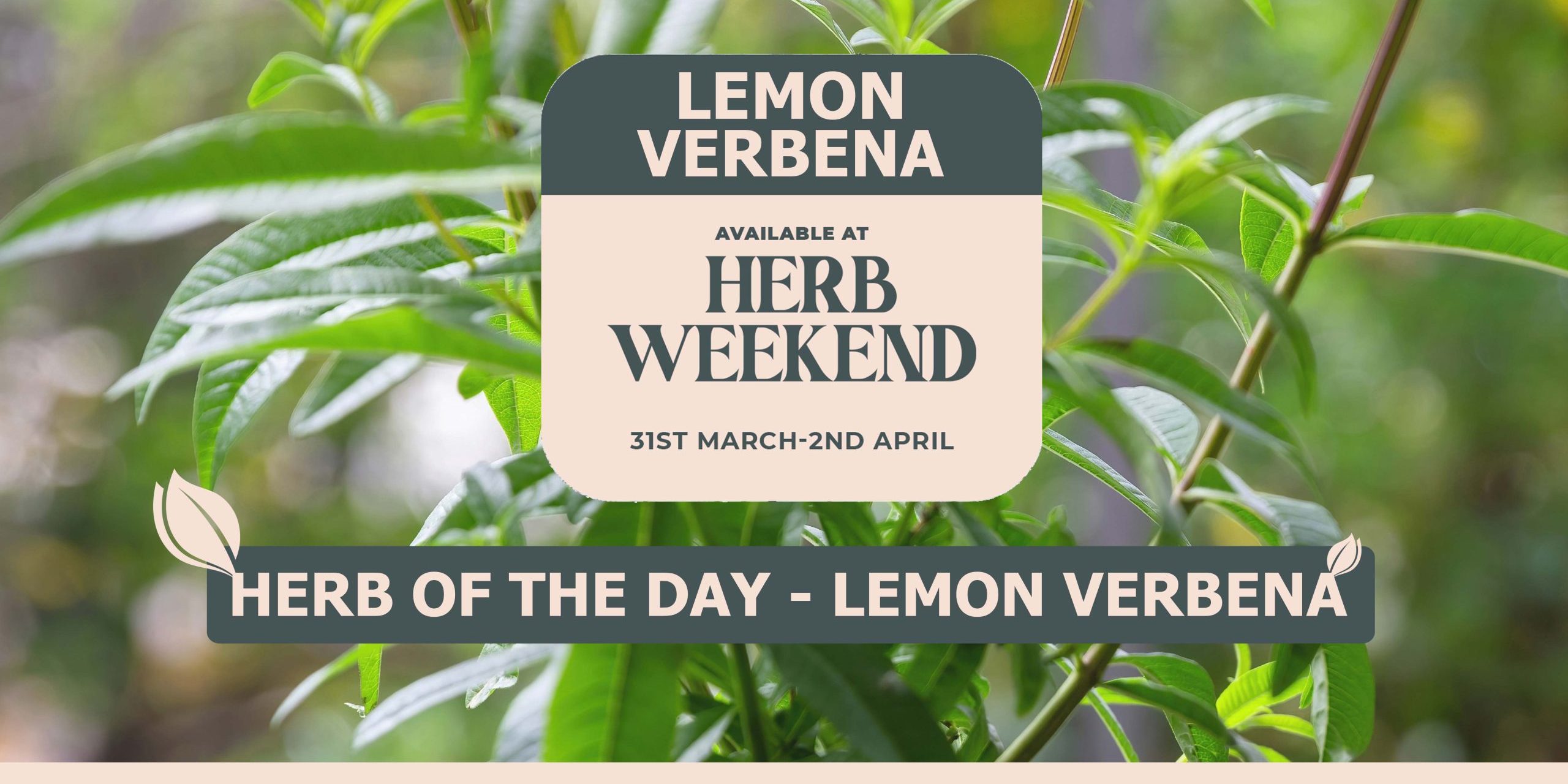 Lemon Verbena - Advice From The Herb Lady