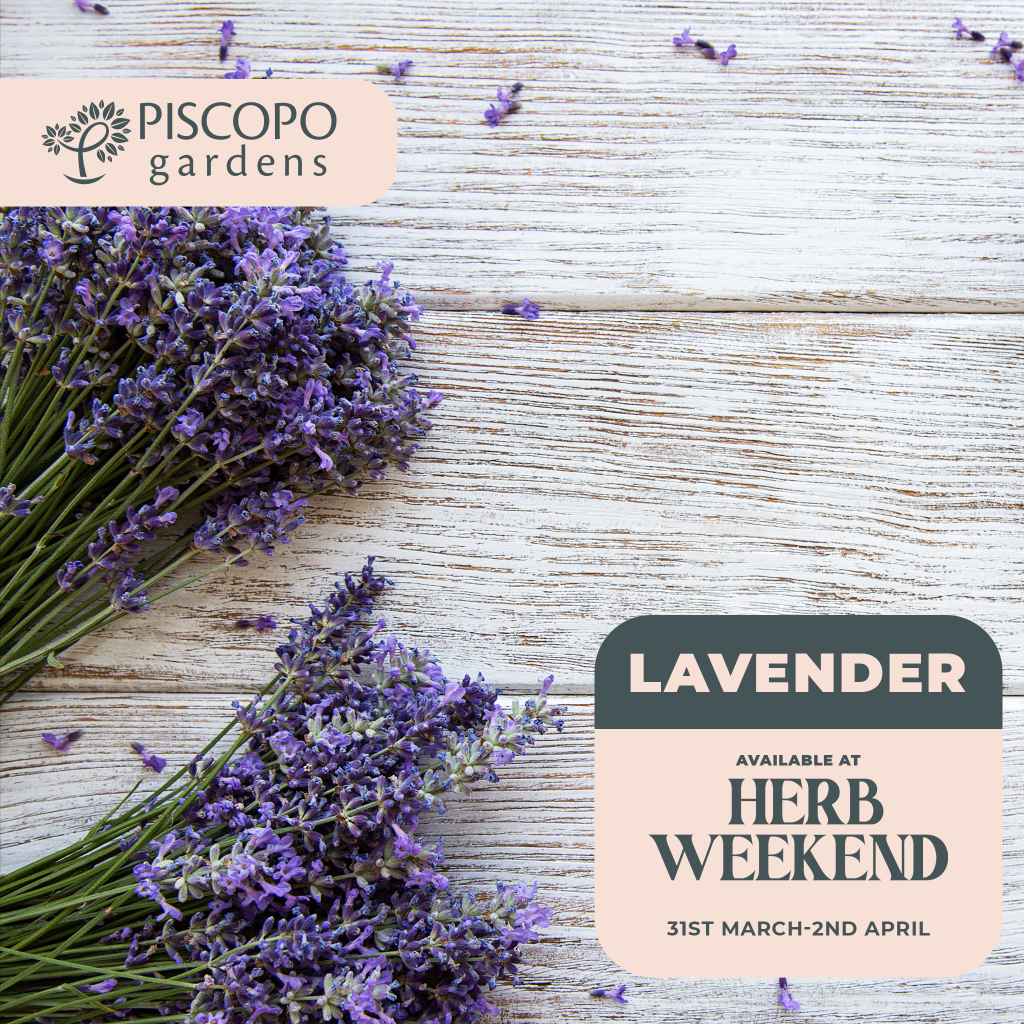 Piscopo Gardens - Herb Weekend 2023 - Lavender - www.piscopogardens.com