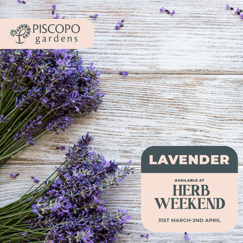 Lavender, Rosemary & Thyme  A Must for Every Garden - You Make It