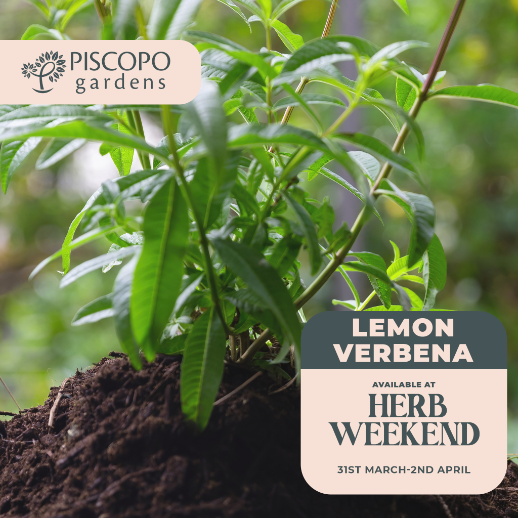 Piscopo Gardens - Herb Weekend 2023 - Herb of the day - Lemon Verbena