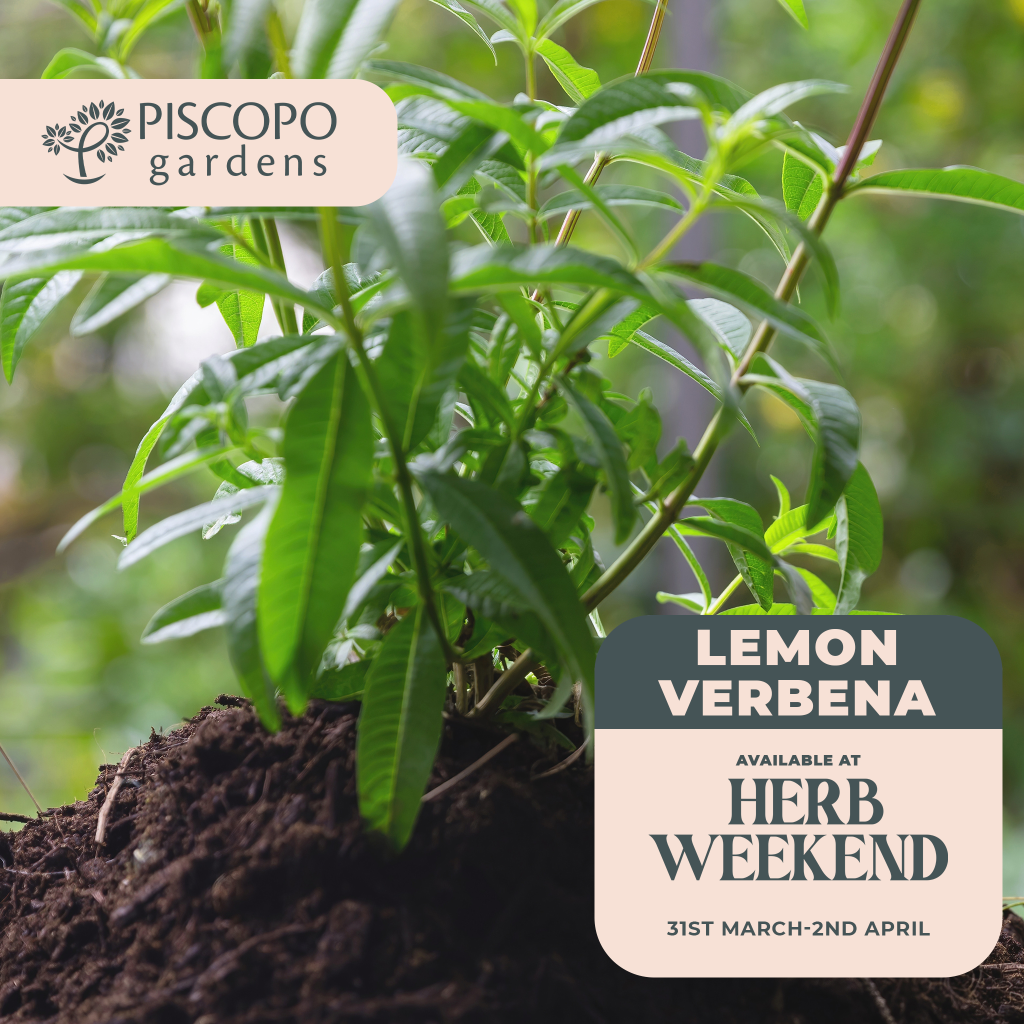 Lemon Verbena One Sheet: Everything You Need To Know